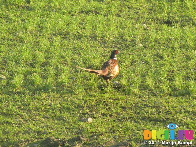 SX17353 Pheasant (Phasianus colchicus) behind B&B